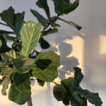 Referenzen 23 ©Feinste-Fotos_Küche_Mikrozement_IMG_4677, Feigenbaum